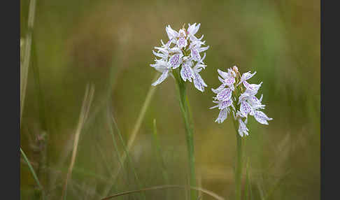 Geflecktes Knabenkraut (Dactylorhiza maculata)