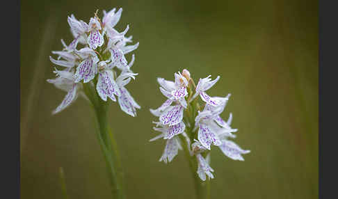 Geflecktes Knabenkraut (Dactylorhiza maculata)