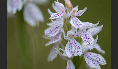 Geflecktes Knabenkraut (Dactylorhiza maculata)