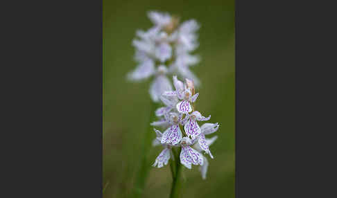 Geflecktes Knabenkraut (Dactylorhiza maculata)