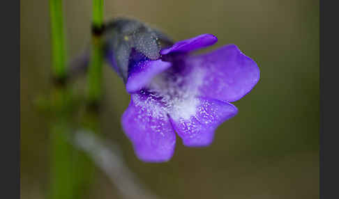 Gemeines Fettkraut (Pinguicula vulgaris)