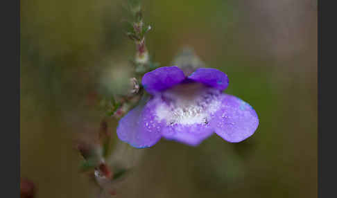 Gemeines Fettkraut (Pinguicula vulgaris)