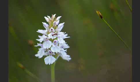 Geflecktes Knabenkraut (Dactylorhiza maculata)