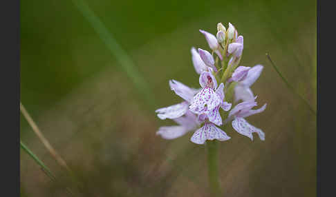 Geflecktes Knabenkraut (Dactylorhiza maculata)