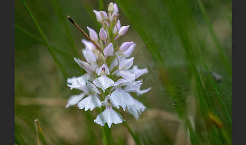 Geflecktes Knabenkraut (Dactylorhiza maculata)