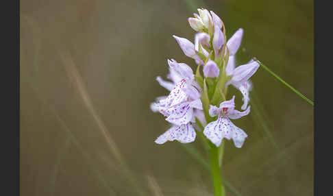 Geflecktes Knabenkraut (Dactylorhiza maculata)