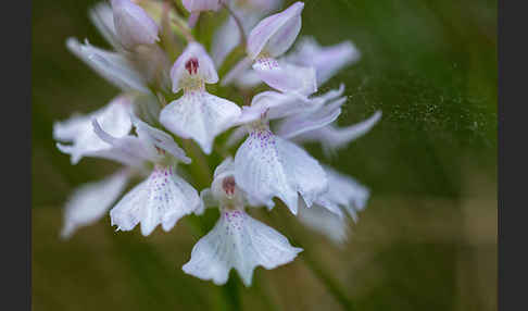 Geflecktes Knabenkraut (Dactylorhiza maculata)