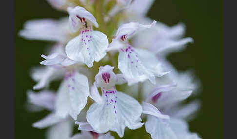 Geflecktes Knabenkraut (Dactylorhiza maculata)