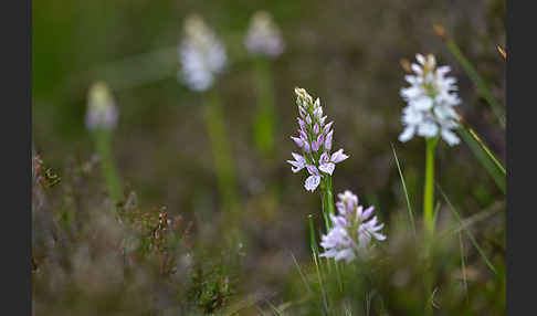 Geflecktes Knabenkraut (Dactylorhiza maculata)