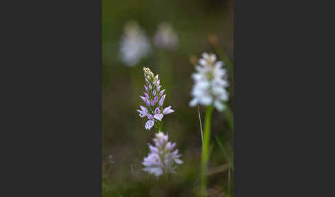 Geflecktes Knabenkraut (Dactylorhiza maculata)