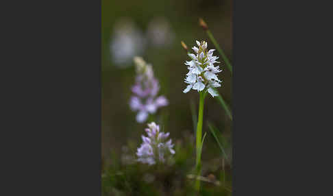 Geflecktes Knabenkraut (Dactylorhiza maculata)