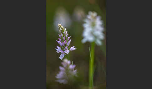 Geflecktes Knabenkraut (Dactylorhiza maculata)