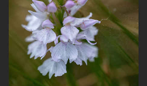 Geflecktes Knabenkraut (Dactylorhiza maculata)