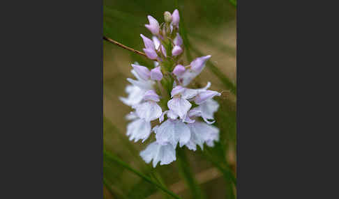 Geflecktes Knabenkraut (Dactylorhiza maculata)