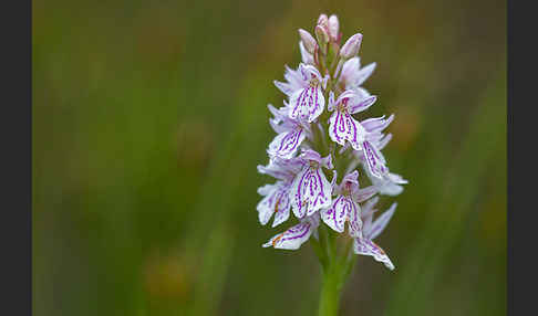 Geflecktes Knabenkraut (Dactylorhiza maculata)