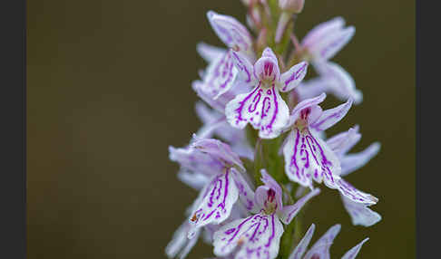 Geflecktes Knabenkraut (Dactylorhiza maculata)