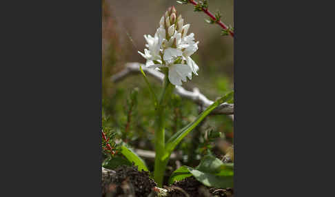 Geflecktes Knabenkraut (Dactylorhiza maculata)