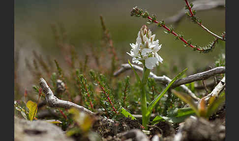 Geflecktes Knabenkraut (Dactylorhiza maculata)