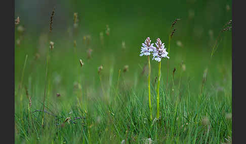 Geflecktes Knabenkraut (Dactylorhiza maculata)