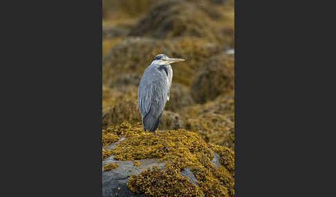 Graureiher (Ardea cinerea)