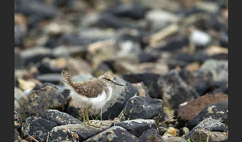 Flußuferläufer (Actitis hypoleucos)