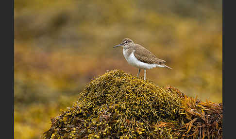 Flußuferläufer (Actitis hypoleucos)