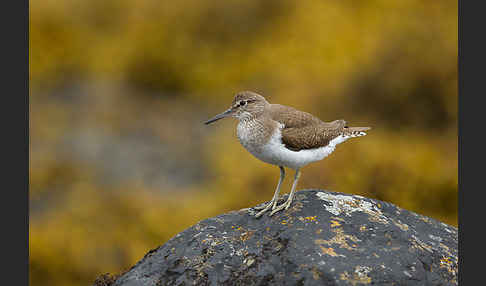 Flußuferläufer (Actitis hypoleucos)