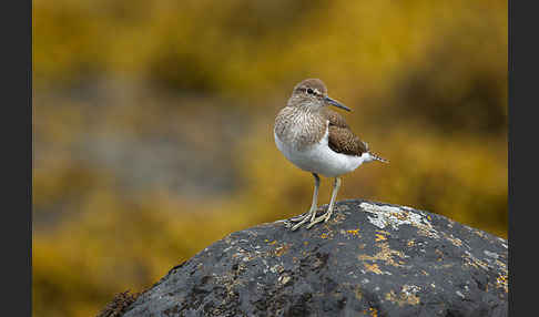 Flußuferläufer (Actitis hypoleucos)