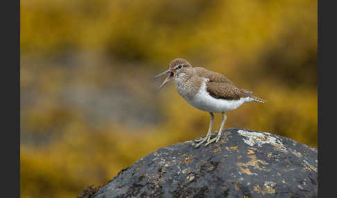 Flußuferläufer (Actitis hypoleucos)