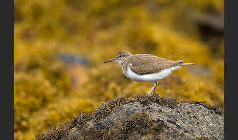 Flußuferläufer (Actitis hypoleucos)