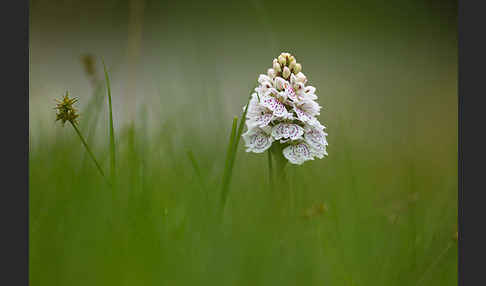 Geflecktes Knabenkraut (Dactylorhiza maculata)