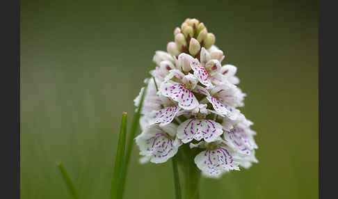 Geflecktes Knabenkraut (Dactylorhiza maculata)