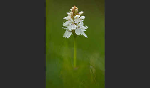 Geflecktes Knabenkraut (Dactylorhiza maculata)