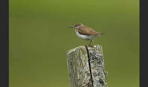 Flußuferläufer (Actitis hypoleucos)