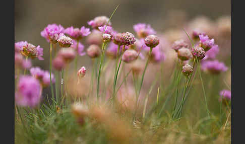 Gewöhnliche Grasnelke (Armeria maritima)