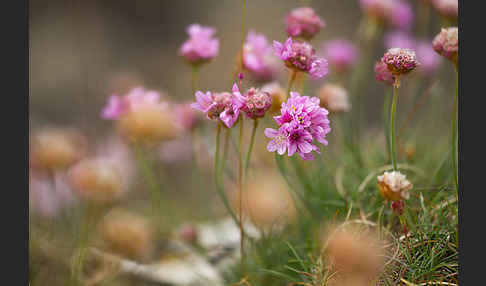 Gewöhnliche Grasnelke (Armeria maritima)