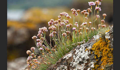 Gewöhnliche Grasnelke (Armeria maritima)