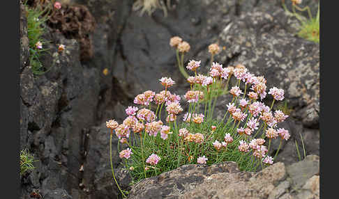 Gewöhnliche Grasnelke (Armeria maritima)