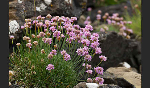 Gewöhnliche Grasnelke (Armeria maritima)