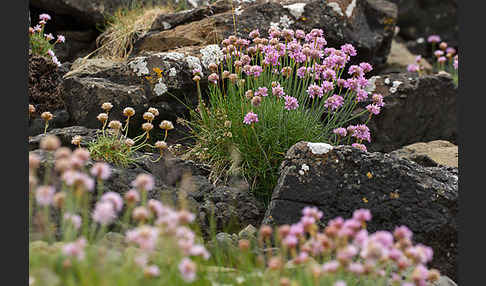 Gewöhnliche Grasnelke (Armeria maritima)