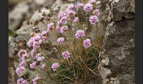 Gewöhnliche Grasnelke (Armeria maritima)