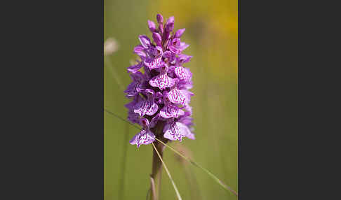 Geflecktes Knabenkraut (Dactylorhiza maculata)