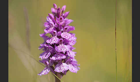 Geflecktes Knabenkraut (Dactylorhiza maculata)