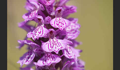 Geflecktes Knabenkraut (Dactylorhiza maculata)