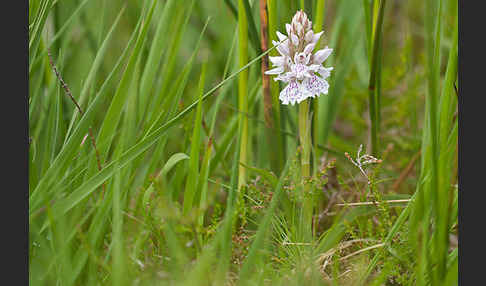 Geflecktes Knabenkraut (Dactylorhiza maculata)