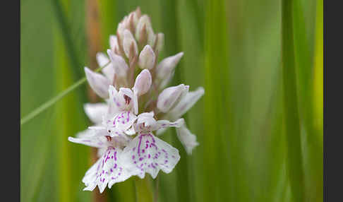 Geflecktes Knabenkraut (Dactylorhiza maculata)