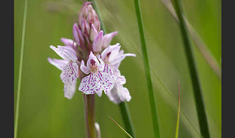 Geflecktes Knabenkraut (Dactylorhiza maculata)