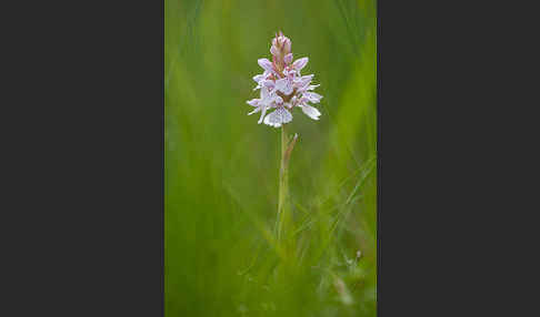 Geflecktes Knabenkraut (Dactylorhiza maculata)