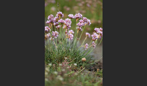 Gewöhnliche Grasnelke (Armeria maritima)