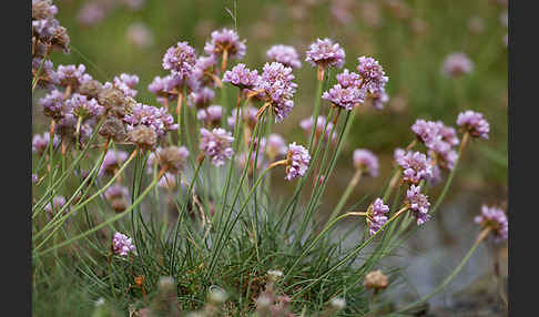 Gewöhnliche Grasnelke (Armeria maritima)